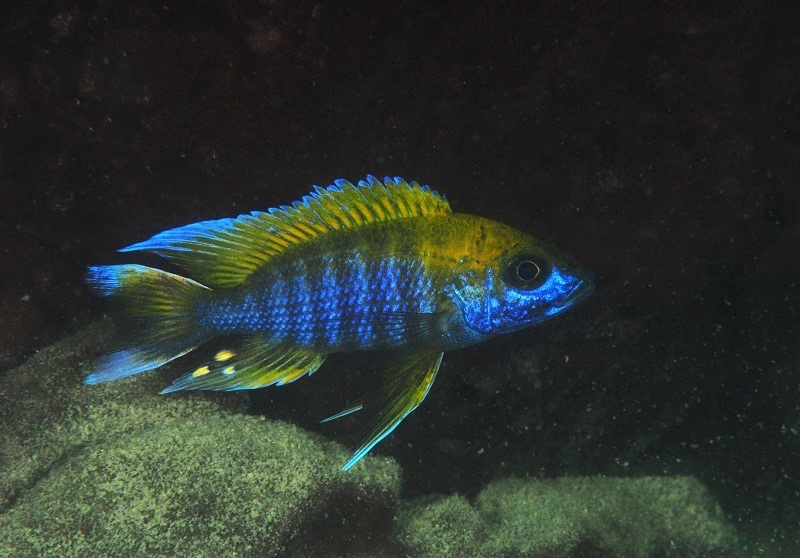 Aulonocara jacobfreibergi 'Mazinzi Reef'
